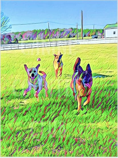 A group of dogs running in the grass.