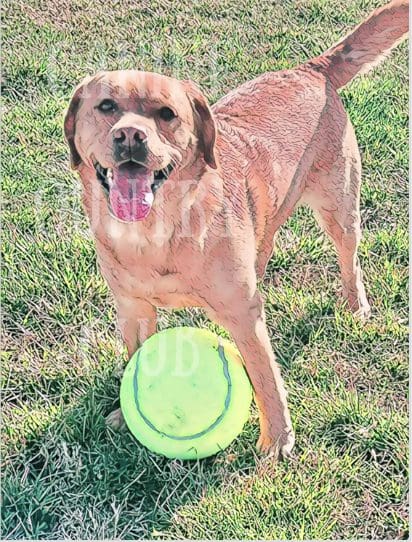 A dog standing in the grass with a frisbee.