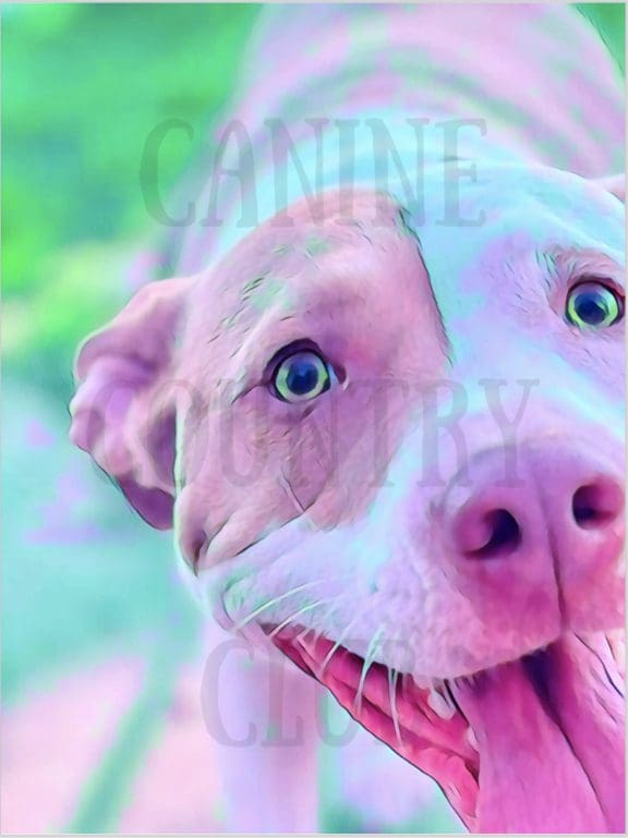 A close up of a dog 's face with pink and blue colors.