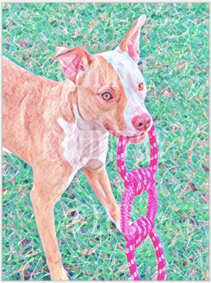 A dog with a pink leash in its mouth.