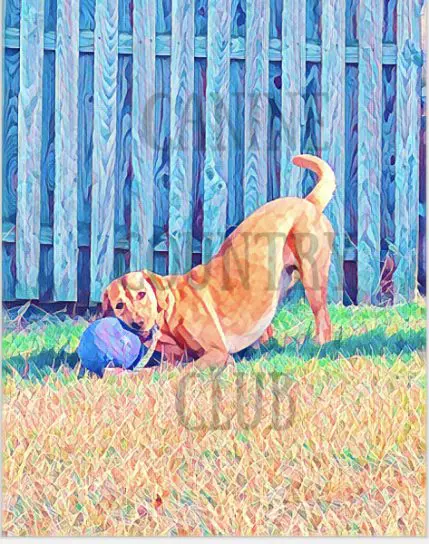A dog is playing with a ball in the grass.