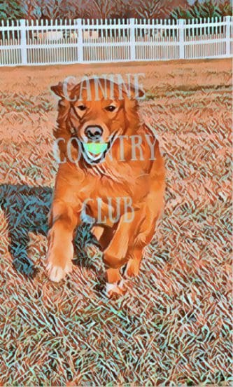 A dog with a ball in its mouth running across the grass.
