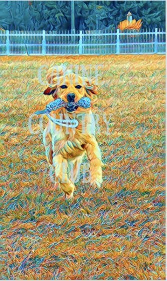 A dog running in the grass with a toy.