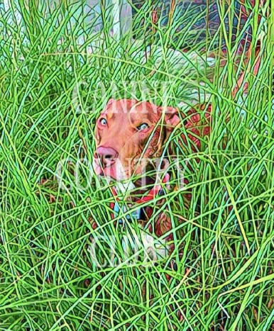 A dog is hiding in the tall grass.