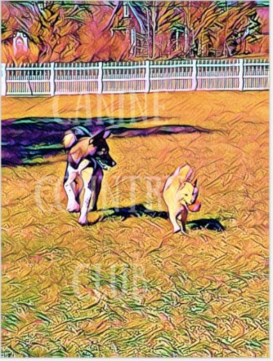 A dog and its trainer in an open field