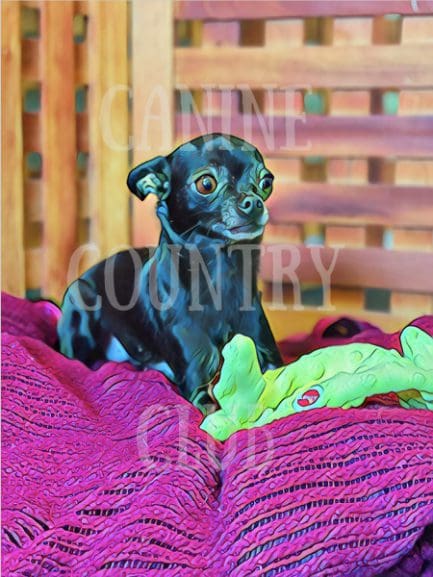 A black dog sitting on top of a purple blanket.