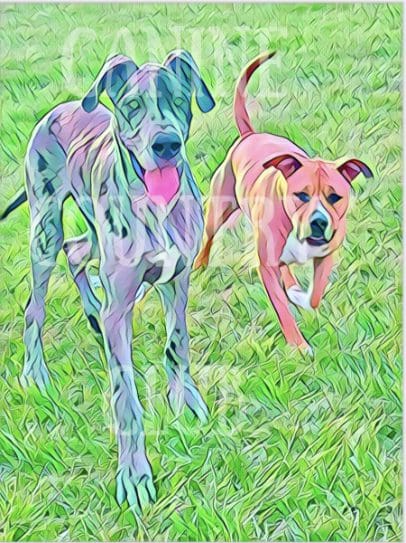Two dogs running in a field with grass