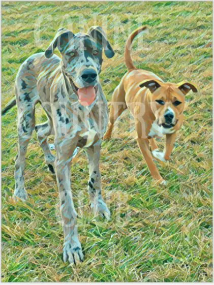Two dogs running in a field with grass