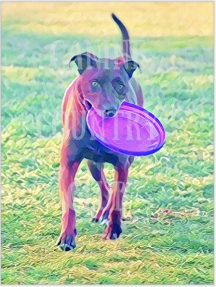 A dog holding a frisbee in its mouth.