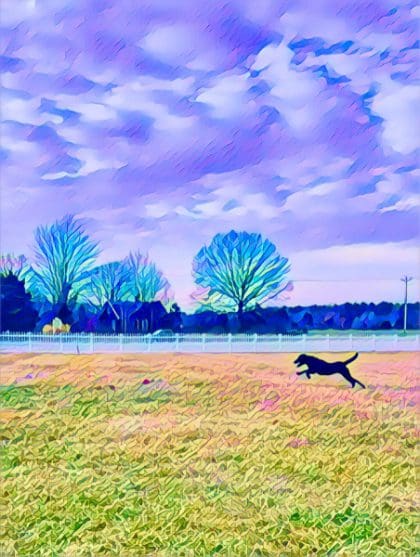 A dog running in the grass near trees.