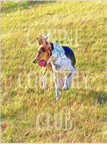 A dog is standing in the grass looking at something.