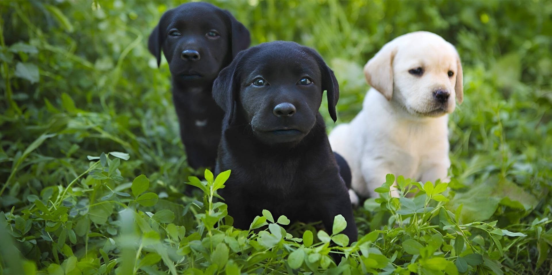 Three black and white puppies sitting in a field of green leaves.