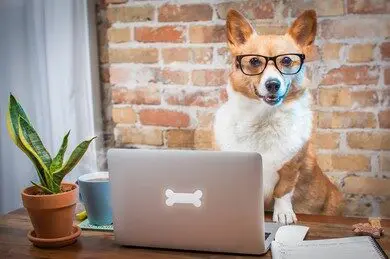 A dog sitting in front of a laptop computer.