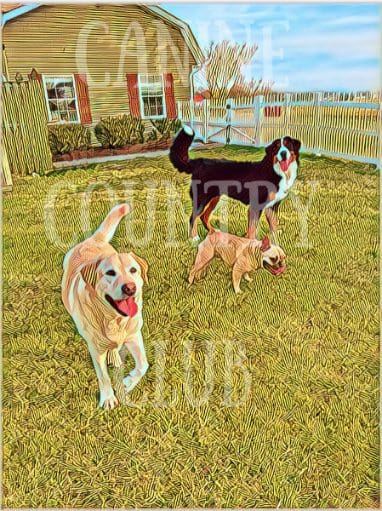 Three dogs in a field with a fence