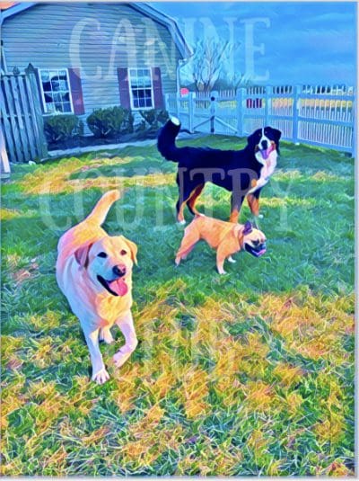 Three dogs are playing in a yard.