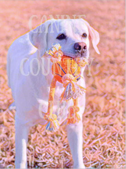 A white dog holding onto a toy in its mouth