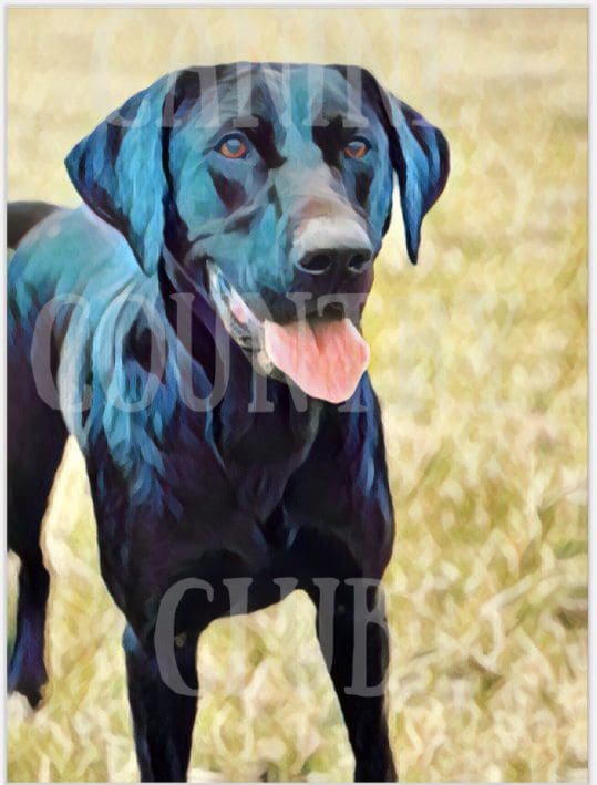A black dog with blue hair standing in the grass.