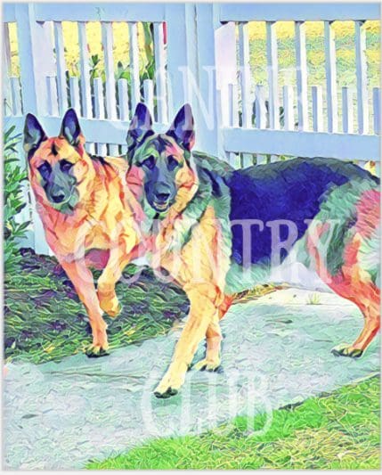 Two german shepherds are standing next to a fence.