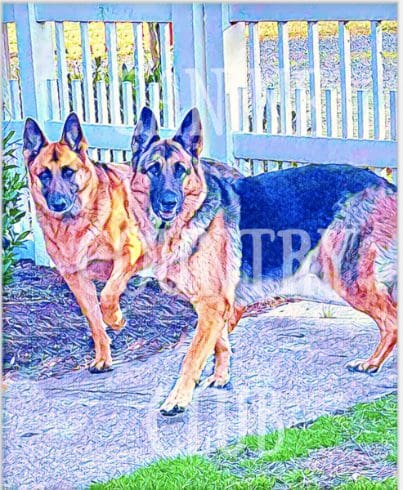 Two german shepherds are standing in front of a fence.