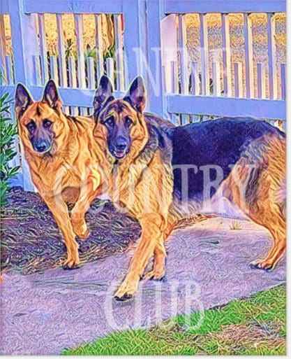 Two german shepherds standing next to a fence.
