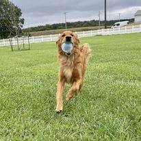 A dog running in the grass with a ball in its mouth.