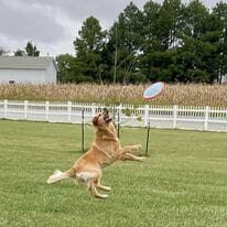 A dog jumping in the air to catch a frisbee.