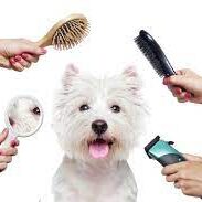 A white dog is surrounded by people holding hair brushes.