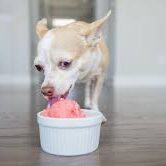 A dog eating food out of a bowl.