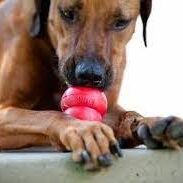 A dog is chewing on a red ball.