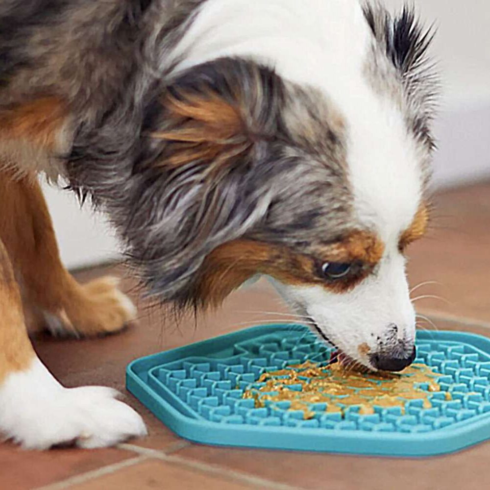 A dog is eating food on the floor