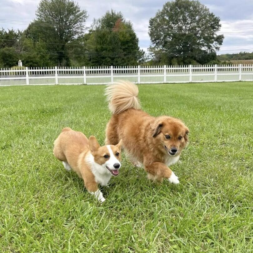 Two dogs in a field with trees behind them.