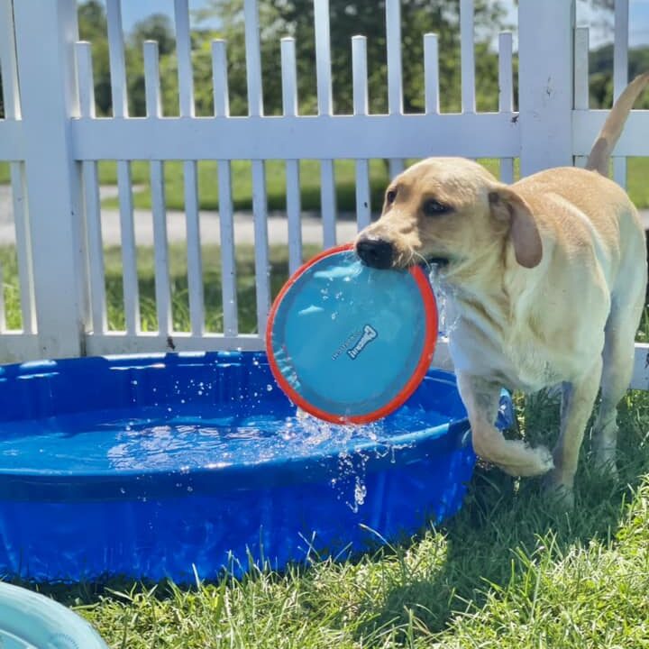 A dog playing with a frisbee in the pool