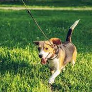 A dog is walking on the grass with its leash.